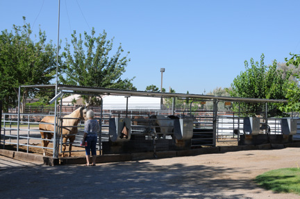 Shaded Horse Stalls