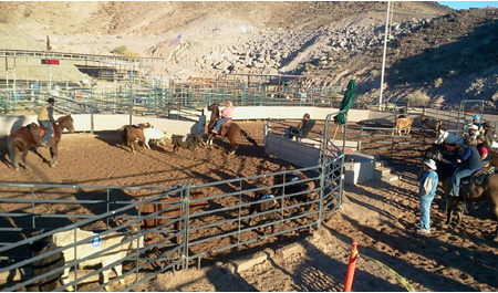 Ranch Sorting Yuma