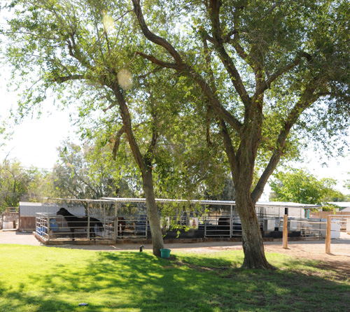 Horse Stalls